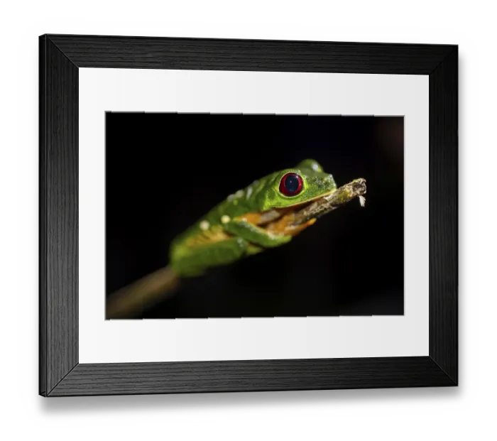 Framed Print : Red-eyed tree frog (Agalychnis callidryas) sitting on a stem Framed Print : Red-eyed tree frog (Agalychnis callidryas) sitting on a stem