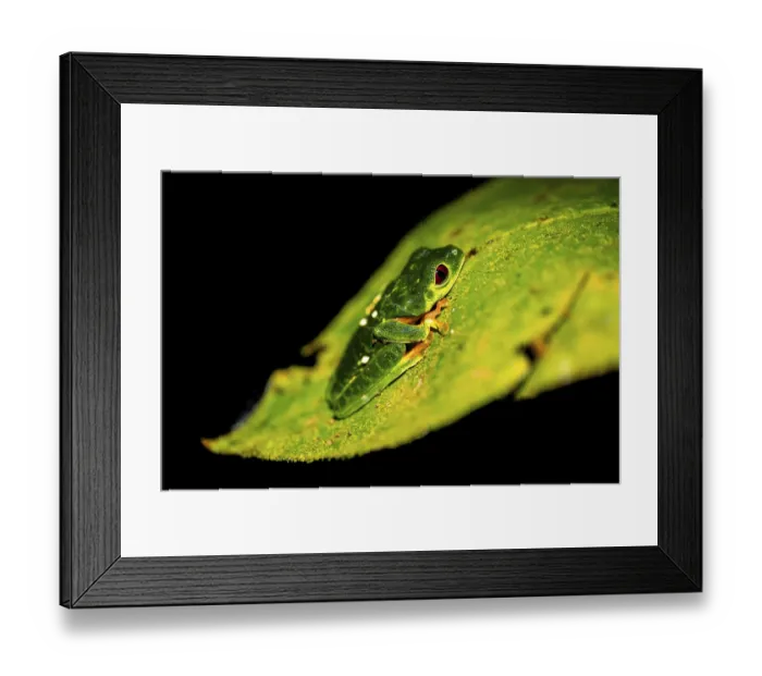 Framed Print : Red-eyed tree frog (Agalychnis callidryas) sitting on a leaf Framed Print : Red-eyed tree frog (Agalychnis callidryas) sitting on a leaf