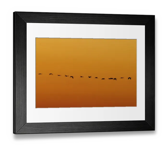 Framed Print : Numerous birds flying in a straight line during sunset