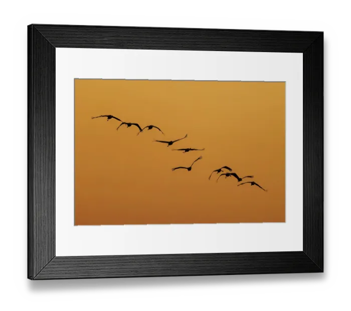 Framed Print : Group of birds flying in a curved formation at sunset Framed Print : Group of birds flying in a curved formation at sunset
