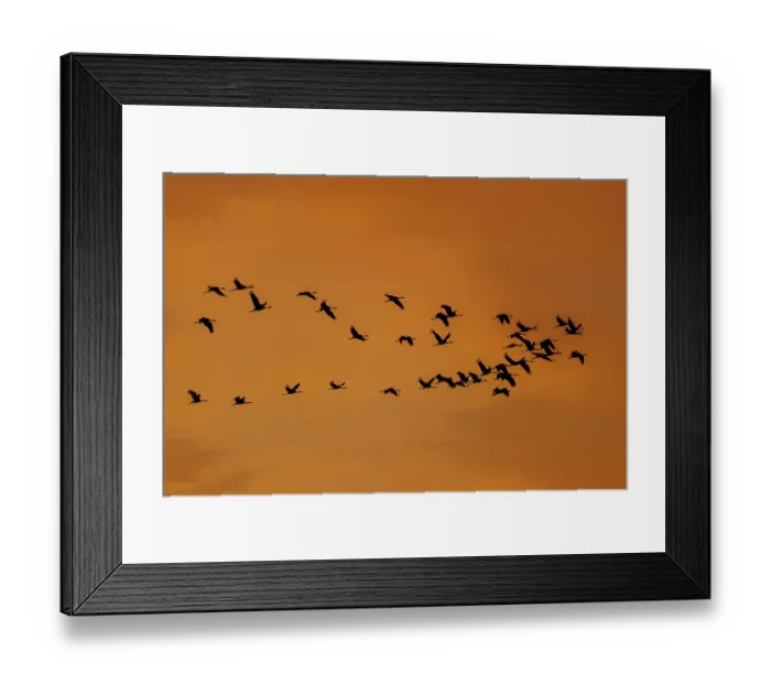 Framed Print : Large group of birds in silhouette against an orange sky
