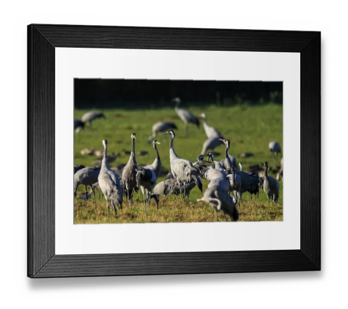 Framed Print : A group of cranes stands in a green meadow in daylight Framed Print : A group of cranes stands in a green meadow in daylight