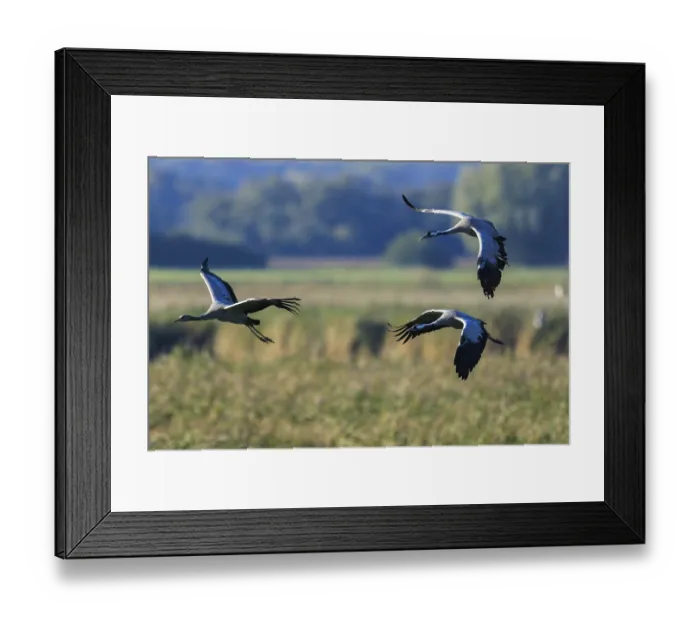 Framed Print : Three cranes flying over a green landscape against a clear sky Framed Print : Three cranes flying over a green landscape against a clear sky