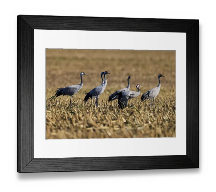 Framed Print : Five cranes standing on a brown stubble field