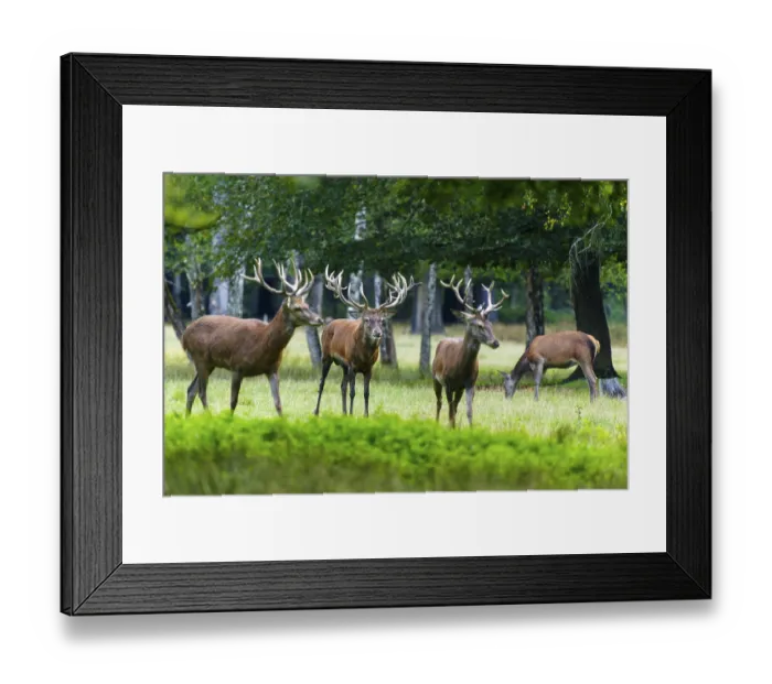 Framed Print : Four stags with impressive antlers on a green meadow in the forest Framed Print : Four stags with impressive antlers on a green meadow in the forest