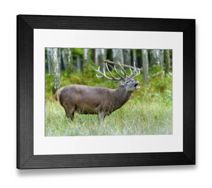 Framed Print : A roaring stag with antlers stands in a wooded environment