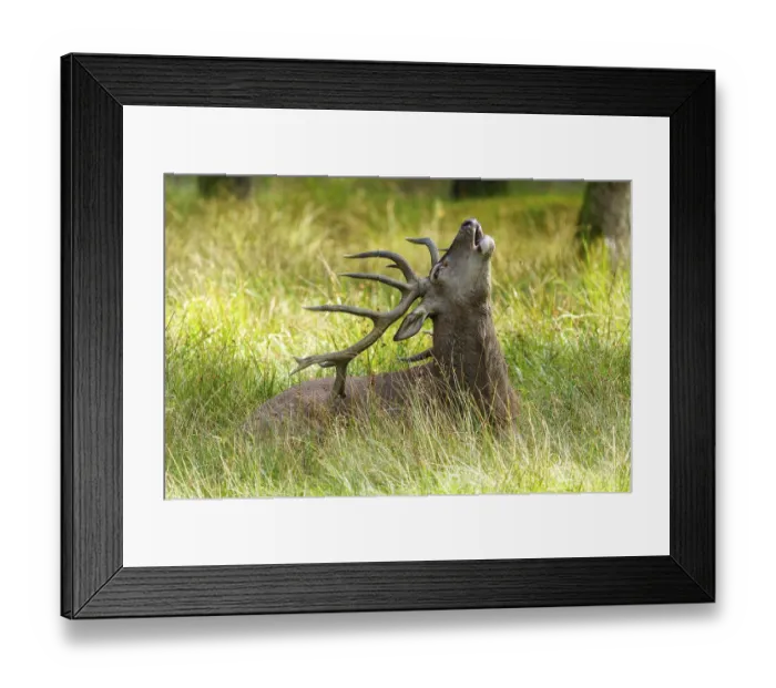 Framed Print : A roaring stag with antlers points its head to the sky Framed Print : A roaring stag with antlers points its head to the sky