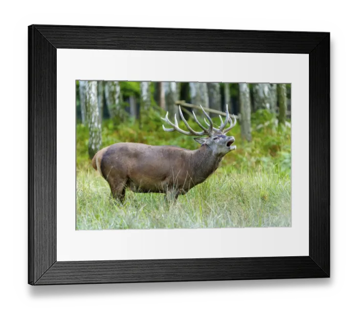 Framed Print : A roaring stag with impressive antlers in a natural environment