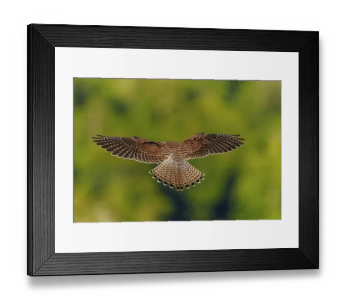 Framed Print : A bird in flight with outstretched wings Framed Print : A bird in flight with outstretched wings