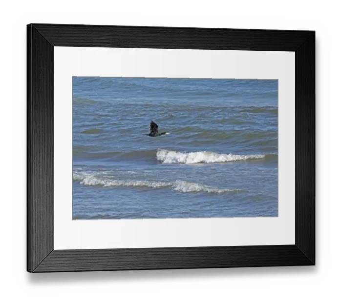 Framed Print : Waves, swell, cormorant in flight