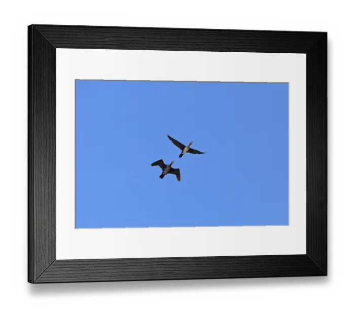 Framed Print : Cormorants (Phalacrocorax carbo) in flight