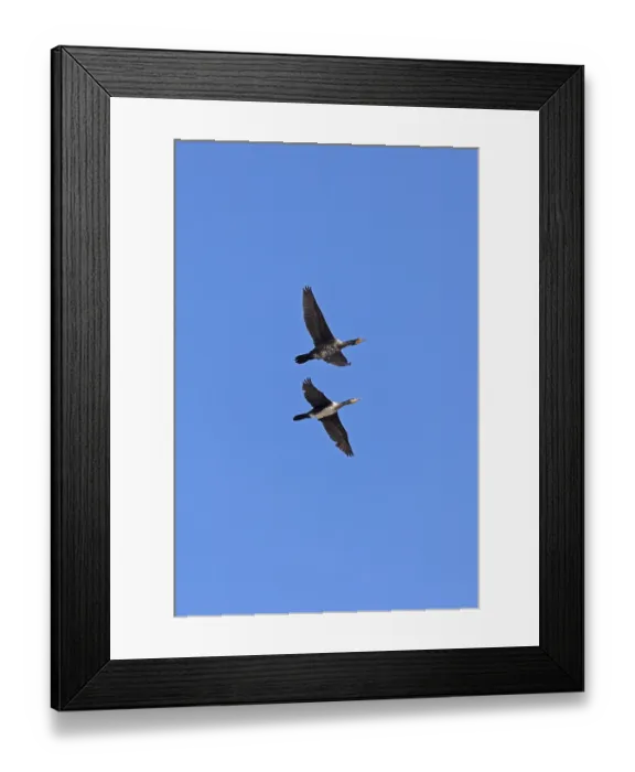 Framed Print : Cormorants (Phalacrocorax carbo) in flight Framed Print : Cormorants (Phalacrocorax carbo) in flight