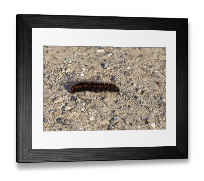 Framed Print : Blackberry moth caterpillar (Macrothylacia rubi) crawling over gravel path Framed Print : Blackberry moth caterpillar (Macrothylacia rubi) crawling over gravel path
