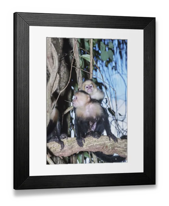 Framed Print : White-faced capuchin monkey (Cebus capucinus) carries her young on her back