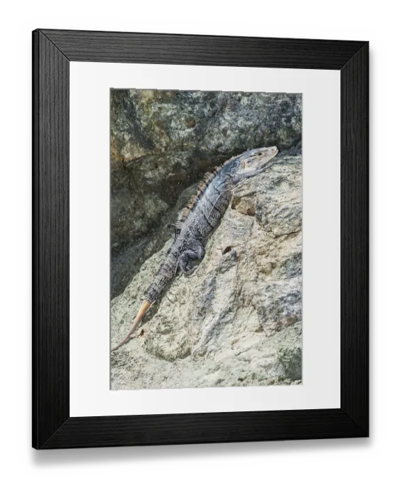 Framed Print : Black spiny tailed Iguana (Ctenosaur similis) crawling