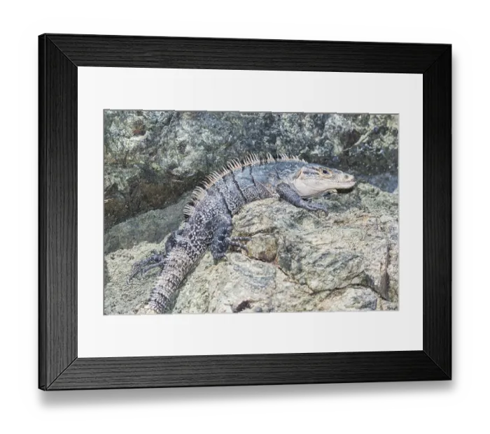 Framed Print : Black spiny tailed Iguana (Ctenosaur similis) crawling