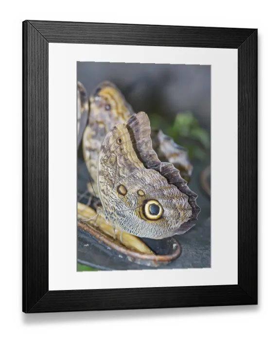 Framed Print : Magnificent Owl butterfly (Caligoeurilochus sulanus)