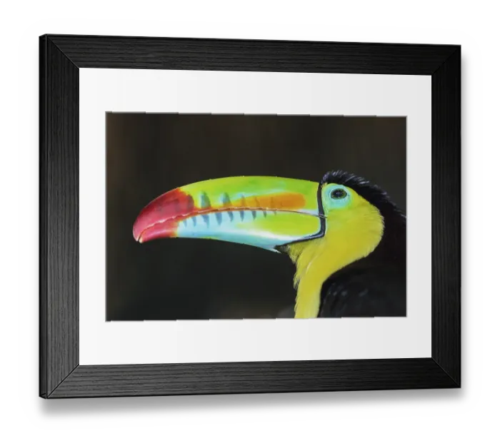 Framed Print : Keel-billed toucan (Ramphastos sulfuratus)