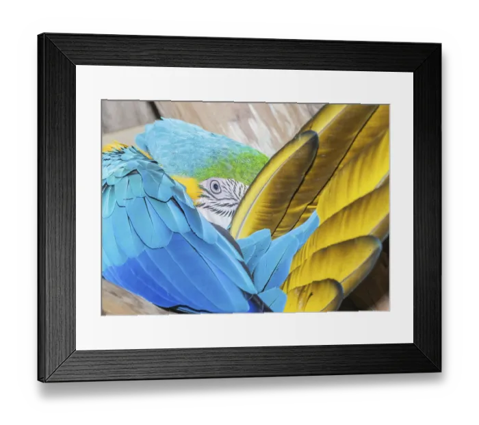 Framed Print : Blue and Gold Macaw (Ara ararauna)