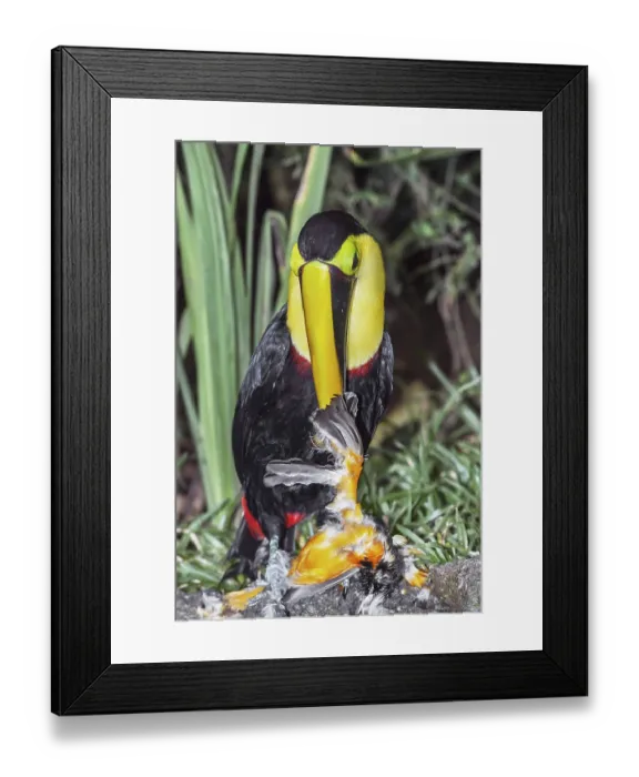 Framed Print : Chestnut-mandibled Toucan (Ramphastos swainsonii) feeding on a smaller bird