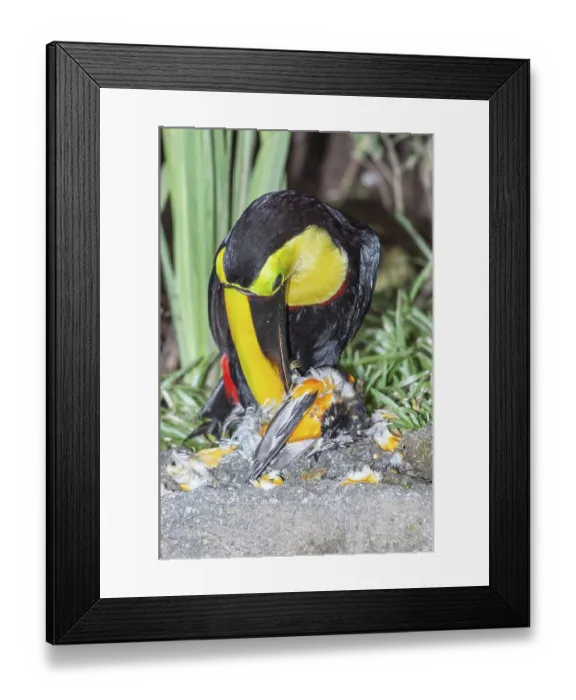 Framed Print : Chestnut-mandibled Toucan (Ramphastos swainsonii) feeding on a smaller bird