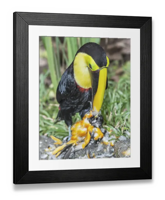 Framed Print : Chestnut-mandibled Toucan (Ramphastos swainsonii) feeding on a smaller bird
