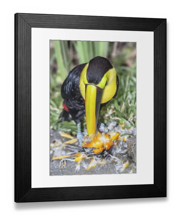 Framed Print : Chestnut-mandibled Toucan (Ramphastos swainsonii) feeding on a smaller bird Framed Print : Chestnut-mandibled Toucan (Ramphastos swainsonii) feeding on a smaller bird