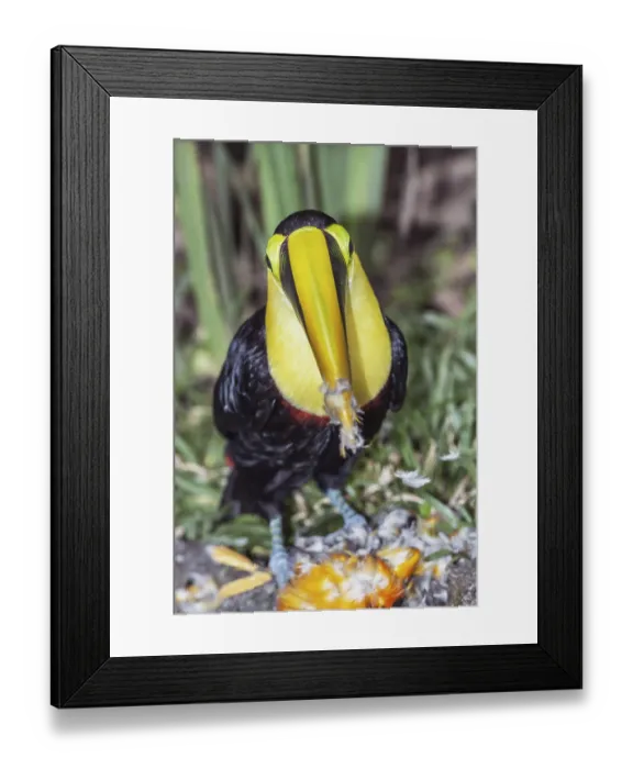 Framed Print : Chestnut-mandibled Toucan (Ramphastos swainsonii) feeding on a smaller bird