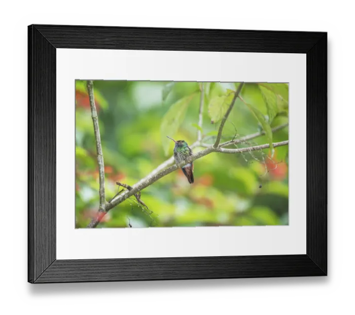 Framed Print : Rufous-tailed hummingbird (Amazilia tzacatl) on branch Framed Print : Rufous-tailed hummingbird (Amazilia tzacatl) on branch