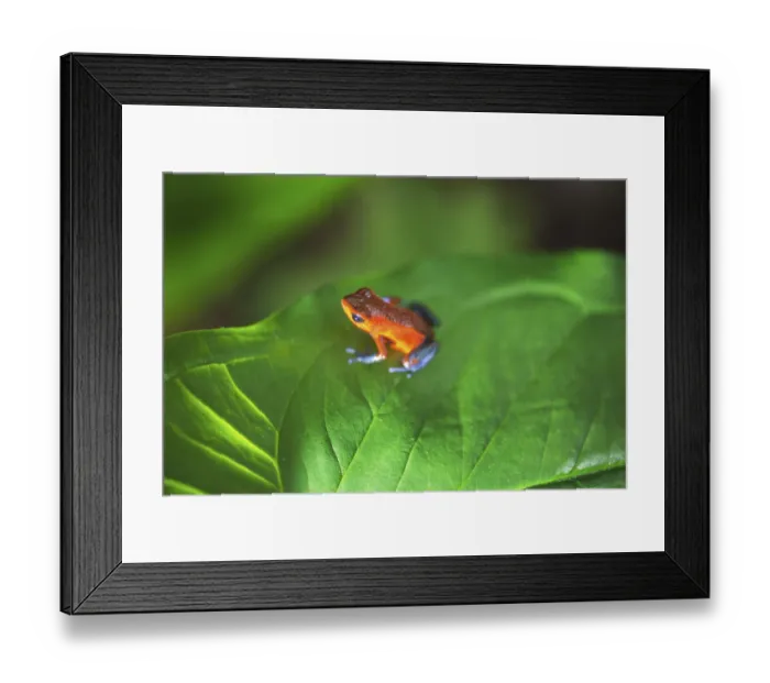 Framed Print : Blue jeans dart frog (Dendrobates pumilio) on leaf Framed Print : Blue jeans dart frog (Dendrobates pumilio) on leaf