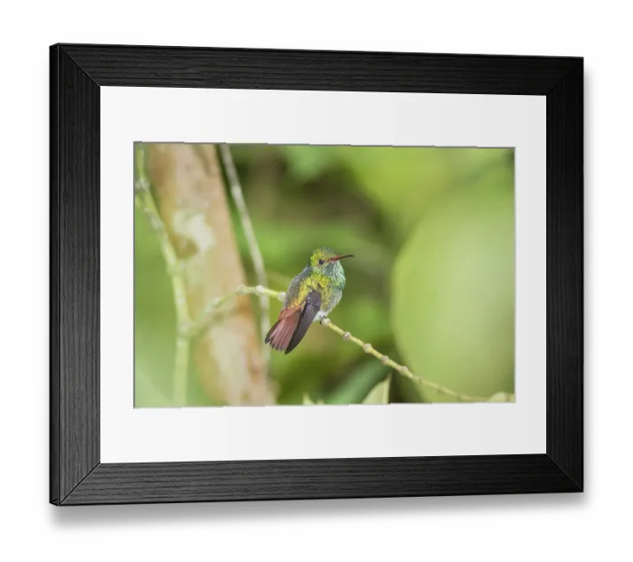 Framed Print : Rufous-tailed hummingbird (Amazilia tzacatl) on branch