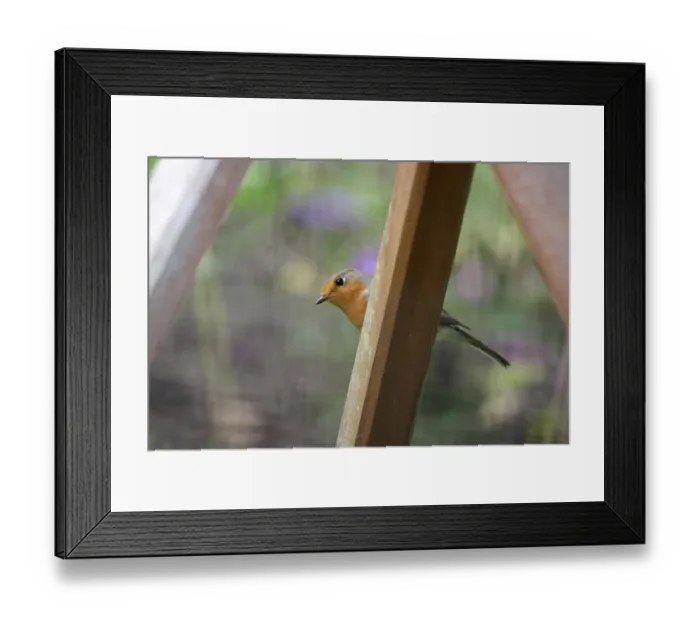 Framed Print : Robin (Erithacus rubecula), portrait Framed Print : Robin (Erithacus rubecula), portrait