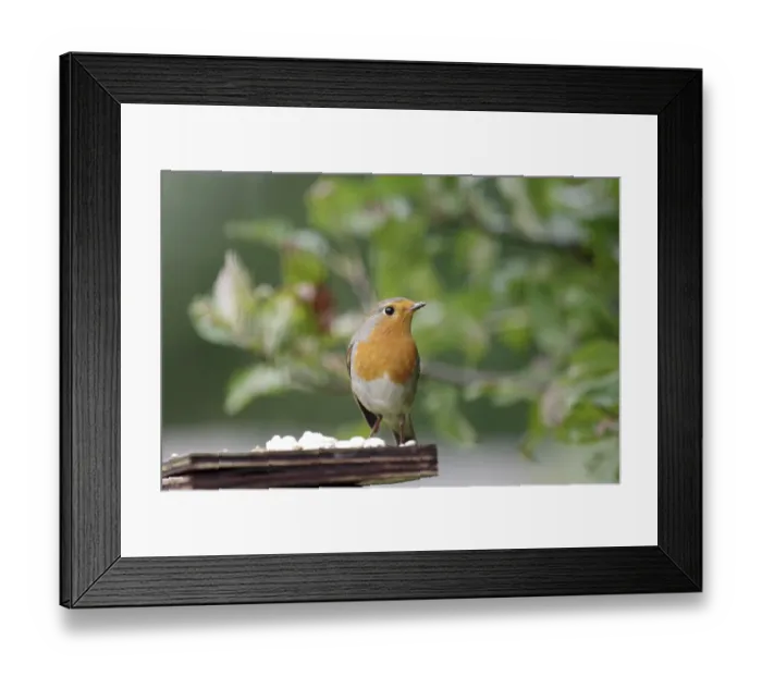 Framed Print : Robin (Erithacus rubecula), close-up