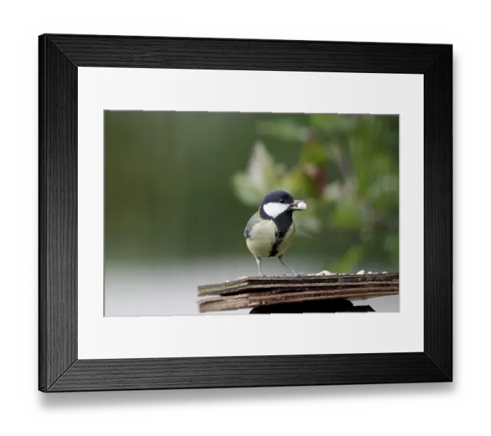 Framed Print : Great tit (Parus major), bird feeder