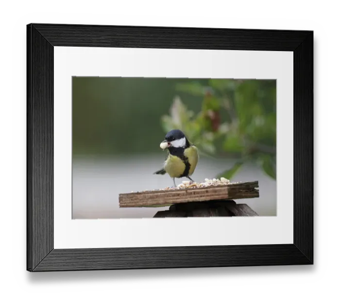 Framed Print : Great tit (Parus major), bird feeder Framed Print : Great tit (Parus major), bird feeder