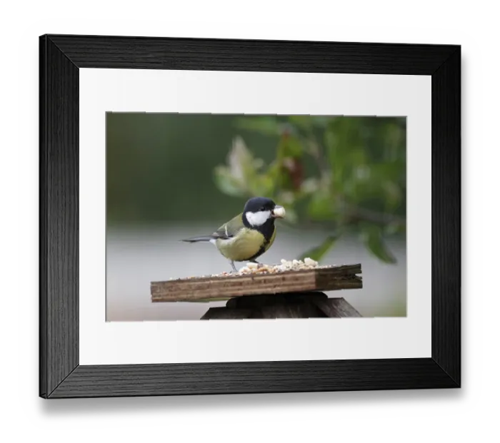Framed Print : Great tit (Parus major), bird feeder Framed Print : Great tit (Parus major), bird feeder
