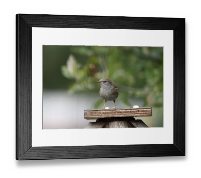 Framed Print : Dunnock (Prunella modularis), close-up