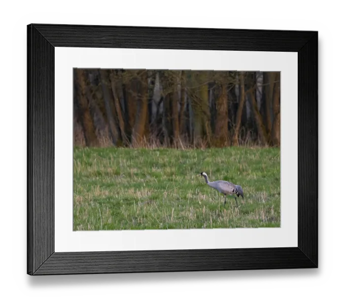 Framed Print : A crane looking for food, Mecklenburg-Western Pomerania Framed Print : A crane looking for food, Mecklenburg-Western Pomerania