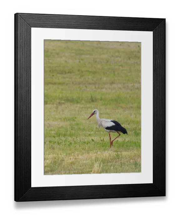 Framed Print : A white stork looking for food