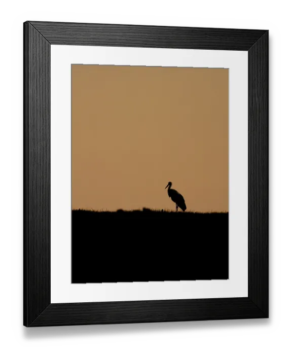 Framed Print : A white stork at sunset, Mecklenburg-Western Pomerania