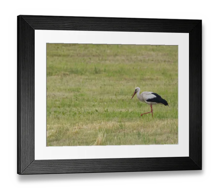 Framed Print : A white stork looking for food Framed Print : A white stork looking for food