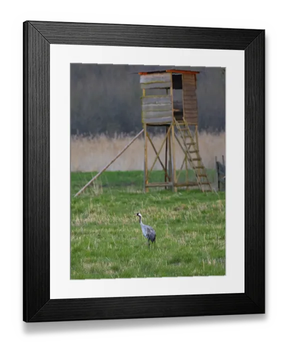 Framed Print : A crane looking for food, Mecklenburg-Western Pomerania