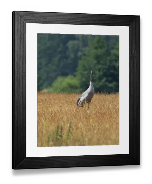 Framed Print : A crane looking for food, Mecklenburg-Western Pomerania