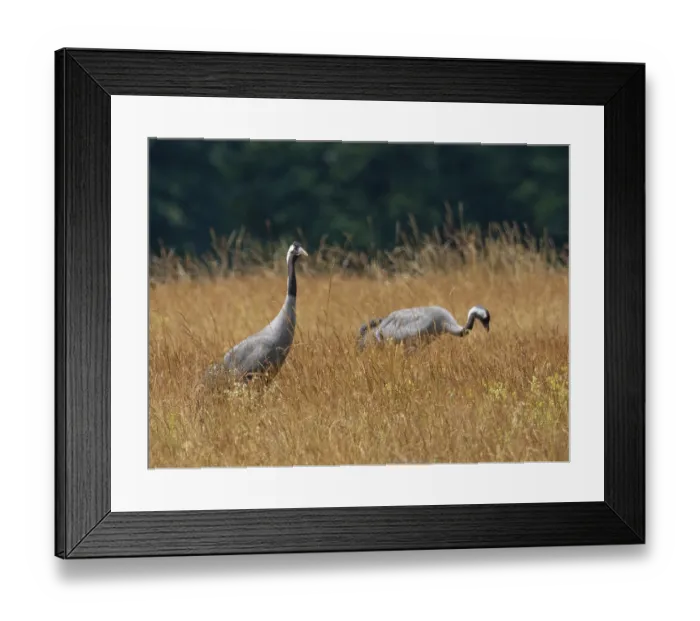 Framed Print : A pair of cranes looking for food