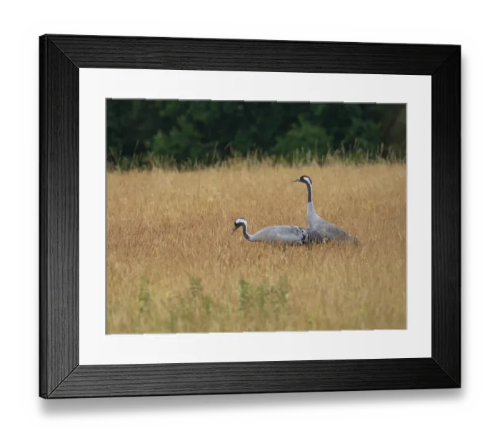 Framed Print : A pair of cranes looking for food