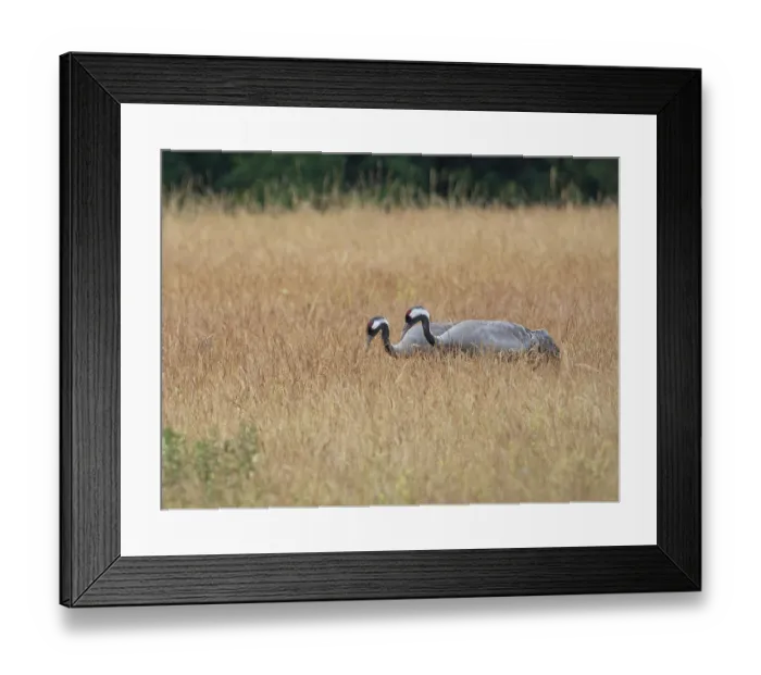 Framed Print : A pair of cranes looking for food