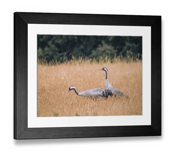 Framed Print : A pair of cranes looking for food Framed Print : A pair of cranes looking for food