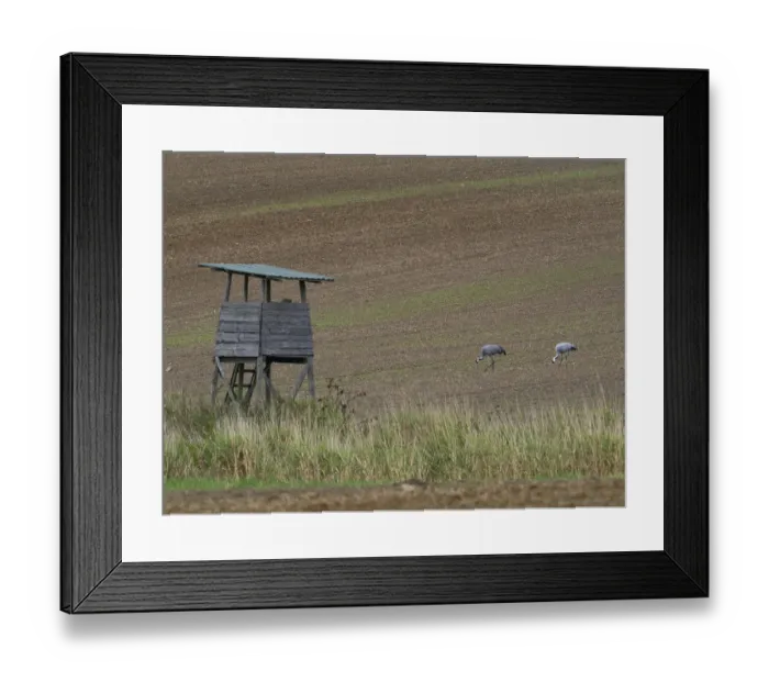 Framed Print : A pair of cranes in a field, Mecklenburg-Western Pomerania