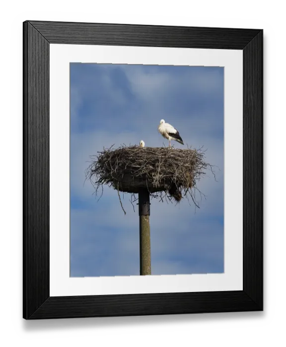 Framed Print : A pair of white storks on their nest Framed Print : A pair of white storks on their nest
