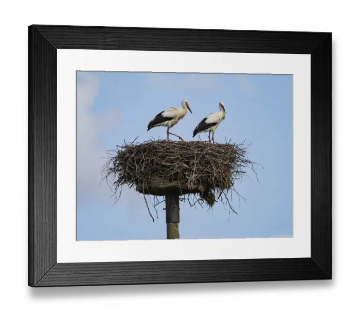 Framed Print : A pair of white storks on their nest Framed Print : A pair of white storks on their nest